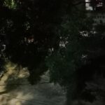 Street light is hiding behind the tree branches